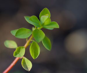 Preview wallpaper branch, leaves, macro, green, blur