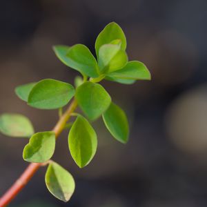 Preview wallpaper branch, leaves, macro, green, blur