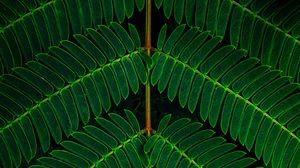 Preview wallpaper branch, leaves, macro, green, plant