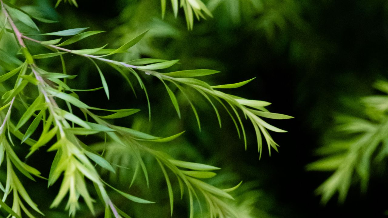 Wallpaper branch, leaves, macro, plant, green, focus