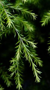 Preview wallpaper branch, leaves, macro, plant, green, focus