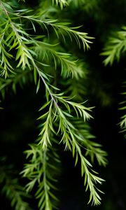 Preview wallpaper branch, leaves, macro, plant, green, focus
