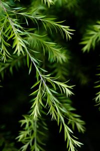 Preview wallpaper branch, leaves, macro, plant, green, focus