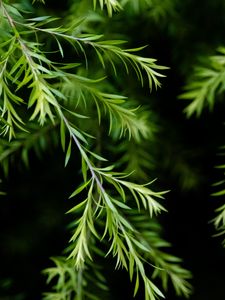 Preview wallpaper branch, leaves, macro, plant, green, focus