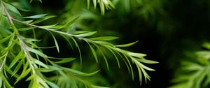 Preview wallpaper branch, leaves, macro, plant, green, focus