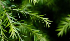 Preview wallpaper branch, leaves, macro, plant, green, focus