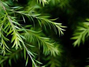 Preview wallpaper branch, leaves, macro, plant, green, focus