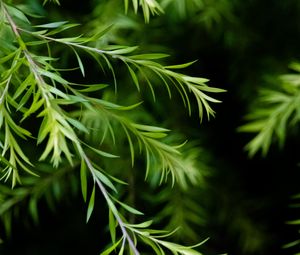 Preview wallpaper branch, leaves, macro, plant, green, focus
