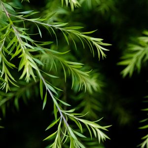 Preview wallpaper branch, leaves, macro, plant, green, focus