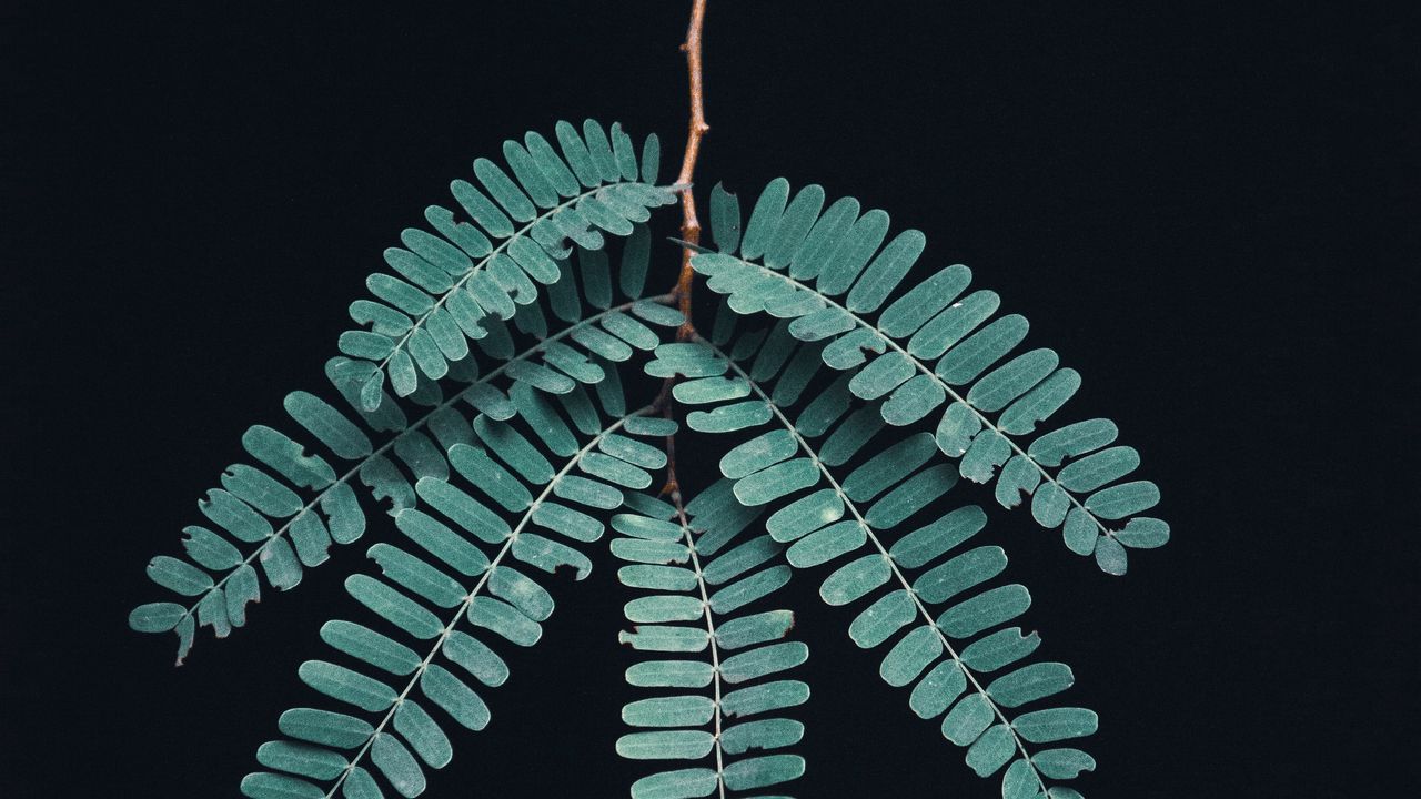 Wallpaper branch, leaves, macro, dark