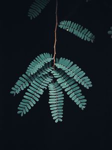 Preview wallpaper branch, leaves, macro, dark