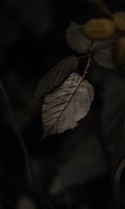 Preview wallpaper branch, leaves, macro, drops