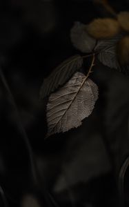 Preview wallpaper branch, leaves, macro, drops