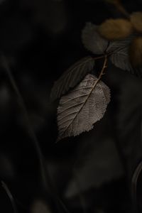 Preview wallpaper branch, leaves, macro, drops