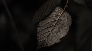 Preview wallpaper branch, leaves, macro, drops