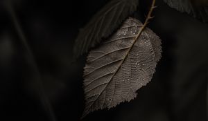 Preview wallpaper branch, leaves, macro, drops