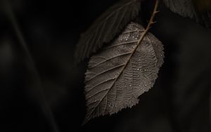 Preview wallpaper branch, leaves, macro, drops