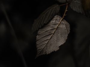 Preview wallpaper branch, leaves, macro, drops