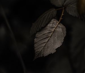 Preview wallpaper branch, leaves, macro, drops