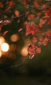 Preview wallpaper branch, leaves, macro, blur, bokeh