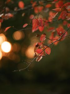 Preview wallpaper branch, leaves, macro, blur, bokeh