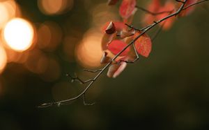 Preview wallpaper branch, leaves, macro, blur, bokeh