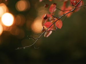 Preview wallpaper branch, leaves, macro, blur, bokeh