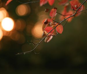 Preview wallpaper branch, leaves, macro, blur, bokeh