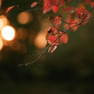 Preview wallpaper branch, leaves, macro, blur, bokeh