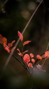 Preview wallpaper branch, leaves, macro, plant, red