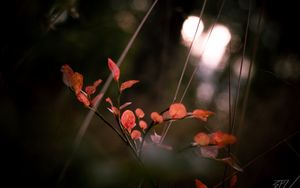 Preview wallpaper branch, leaves, macro, plant, red