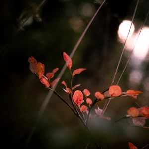 Preview wallpaper branch, leaves, macro, plant, red