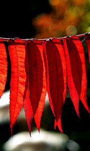 Preview wallpaper branch, leaves, macro, red