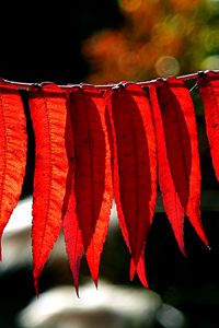 Preview wallpaper branch, leaves, macro, red