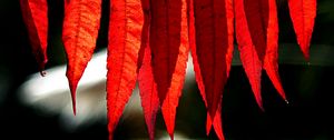 Preview wallpaper branch, leaves, macro, red