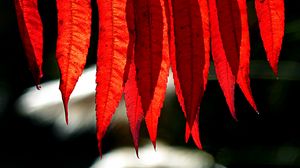 Preview wallpaper branch, leaves, macro, red