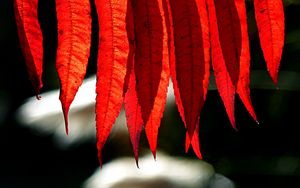 Preview wallpaper branch, leaves, macro, red