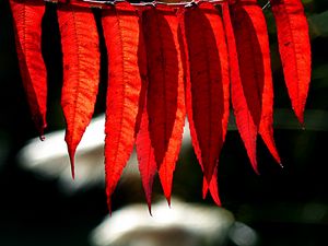 Preview wallpaper branch, leaves, macro, red