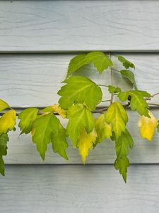 Preview wallpaper branch, leaves, macro, tree