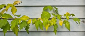 Preview wallpaper branch, leaves, macro, tree