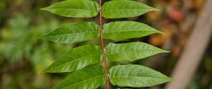 Preview wallpaper branch, leaves, macro, blur, green