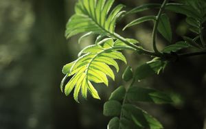 Preview wallpaper branch, leaves, macro, light, bright