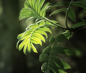 Preview wallpaper branch, leaves, macro, light, bright