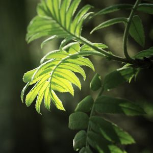 Preview wallpaper branch, leaves, macro, light, bright