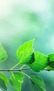 Preview wallpaper branch, leaves, macro, motion blur