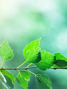 Preview wallpaper branch, leaves, macro, motion blur