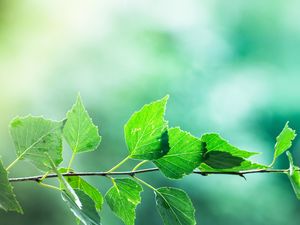 Preview wallpaper branch, leaves, macro, motion blur