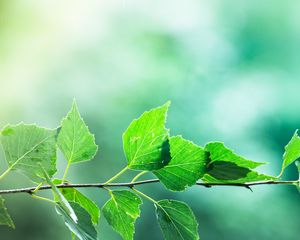 Preview wallpaper branch, leaves, macro, motion blur