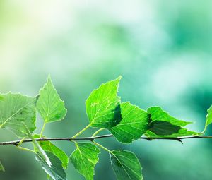 Preview wallpaper branch, leaves, macro, motion blur