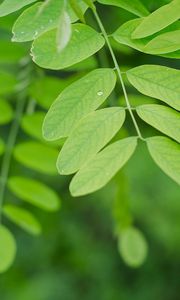 Preview wallpaper branch, leaves, macro